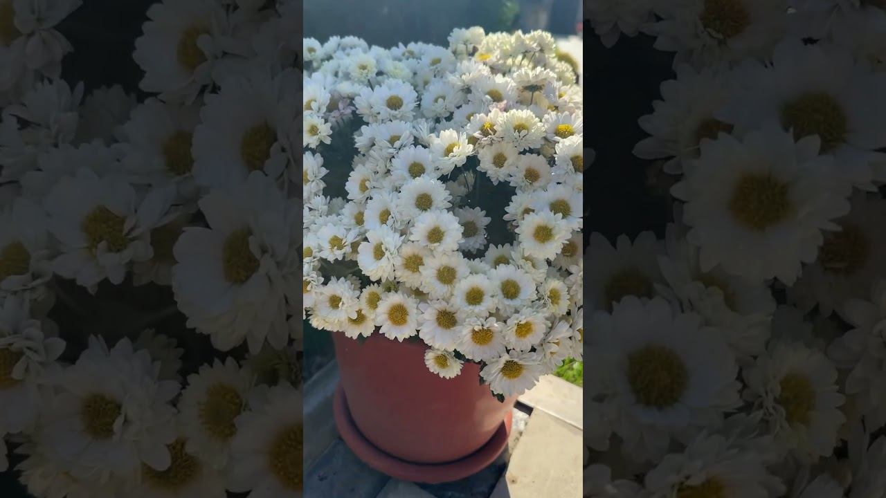 #плов Секрет моего плова смотреть онлайн