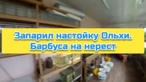 Запарил настойку Ольхи. Барбуса на нерест