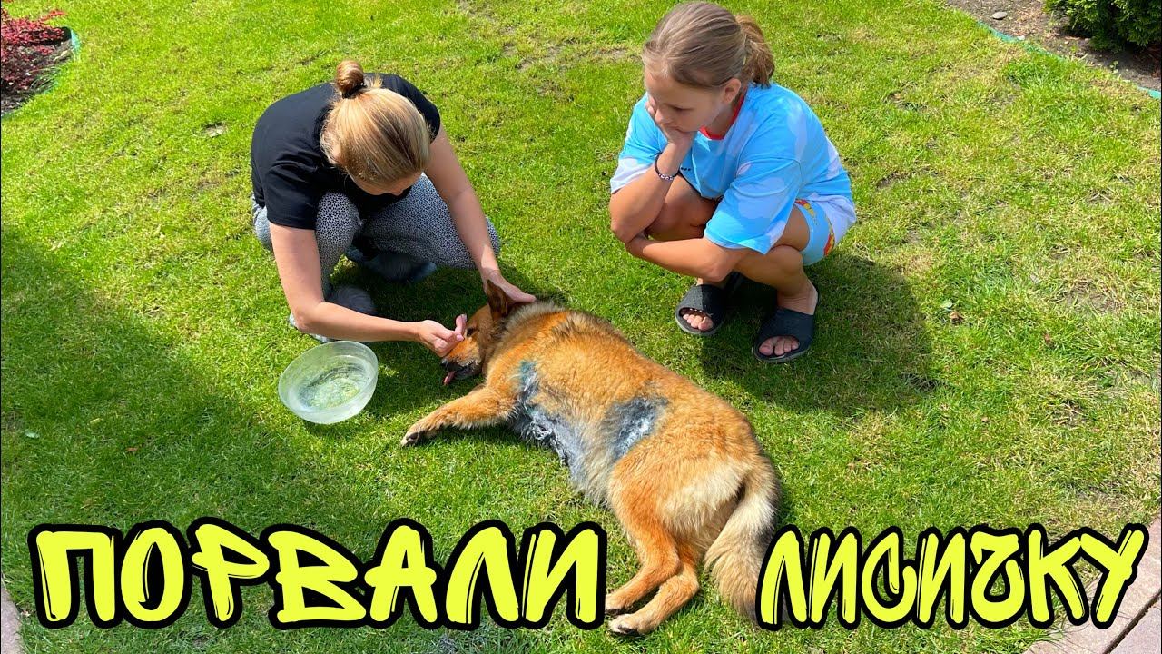 ВЛОГ ! Лису ПОРВАЛИ собаки ! День СЕМЬИ ! Батя Лёша смотреть онлайн