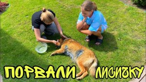 ВЛОГ ! Лису ПОРВАЛИ собаки ! День СЕМЬИ ! Батя Лёша