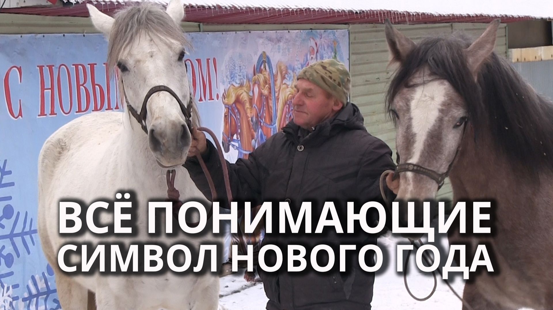 Сотрудники конного клуба в Саратове рассказали о своих питомцах смотреть онлайн