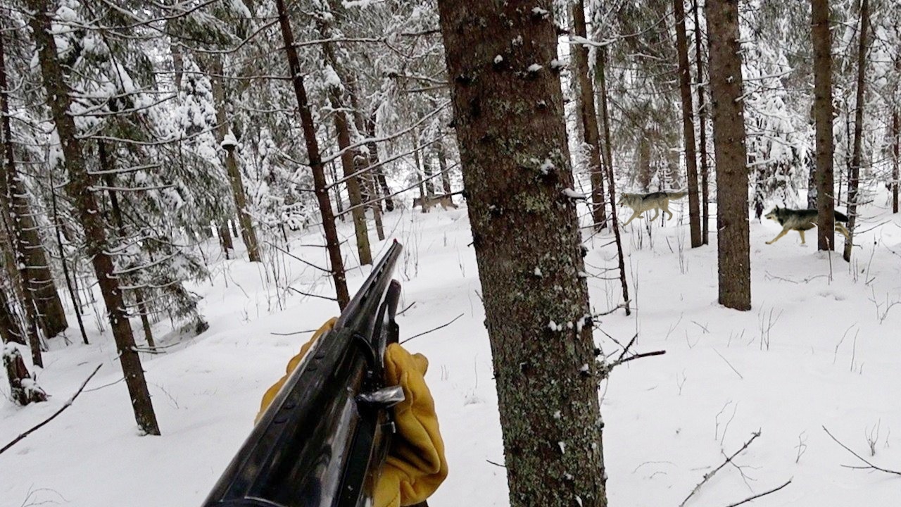 ОХОТА НА ВОЛКОВ! СРАЗУ ТРИ ВОЛКА ВЫШЛИ НА ОХОТНИКА!! смотреть онлайн