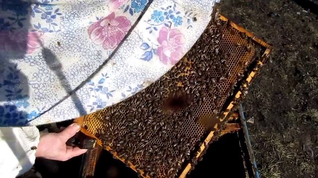 Состояние второго перезимовалого отводка смотреть онлайн