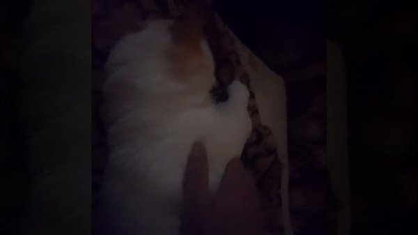 самый ласковый кот Персик