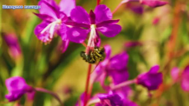 Коран сура Ан-Нахьл видео 4к Миншави -Minshawiy