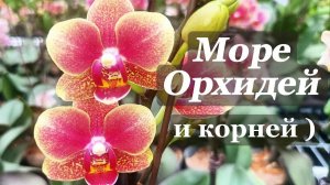 Байкальские Цветы. Орхидеи, которые Невозможно РАЗВИДЕТЬ.