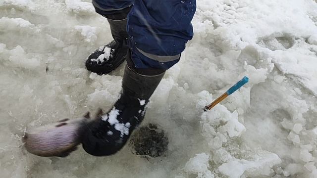 Форель на пасту. Основной водоём. смотреть онлайн
