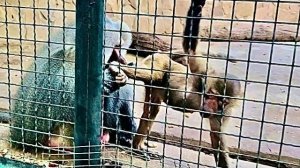 Мы с Владом НАСМЕЯЛИСЬ от души глядя на то,как наша Люська покоряет Елисея и драконит соперницу Лиду