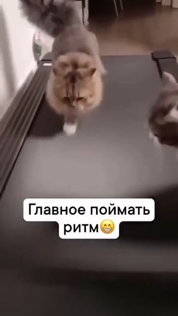 Котэ +