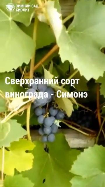 Саженцы винограда Симоне, адаптированного к условиям смотреть онлайн