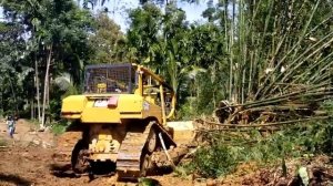 Бульдозер CAT D6R XL Пытается срубить бамбуковое дерево, И вот что происходит