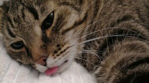 Коты,цветы,любовь... )