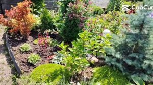 Хроника :сад июль 2025