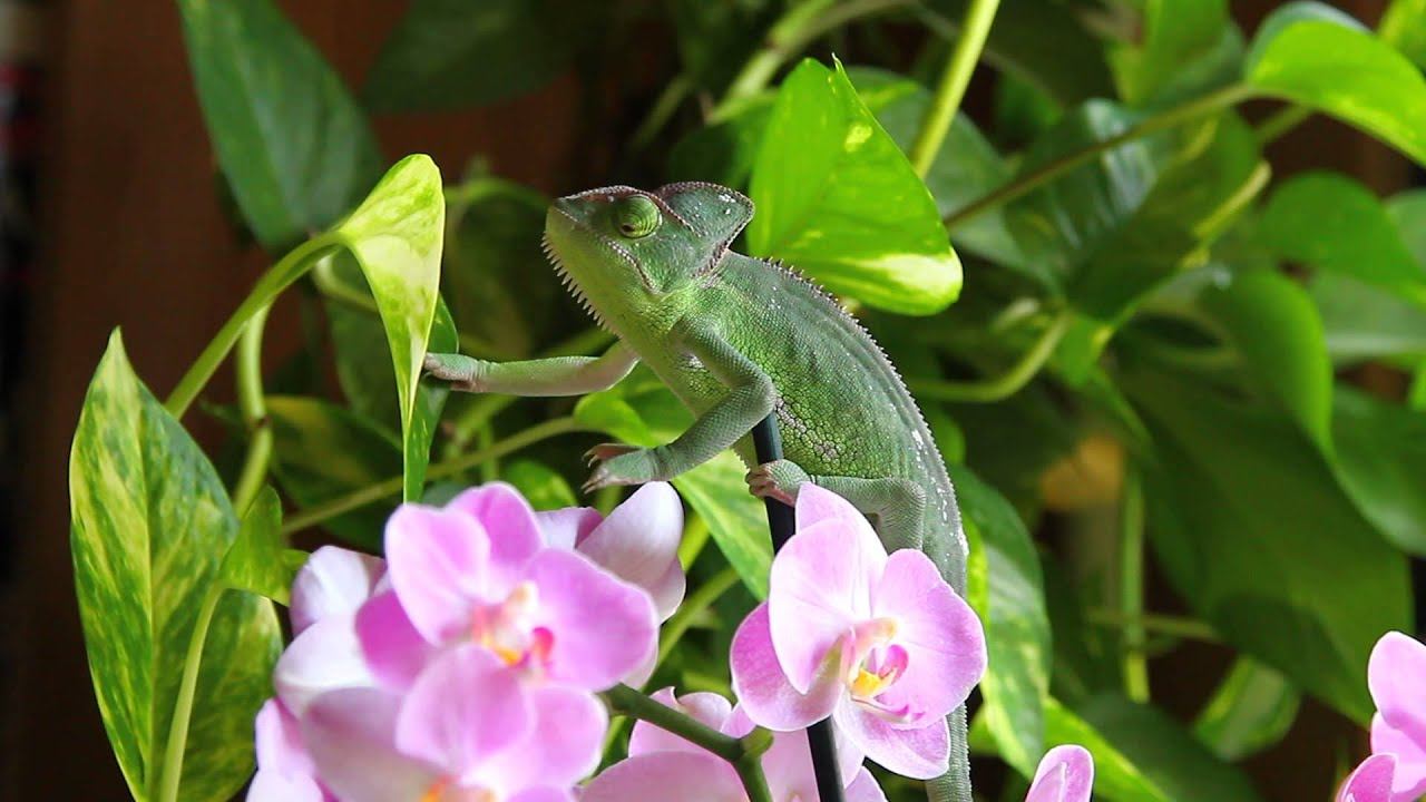 Хамелеон и Кошка смотреть онлайн