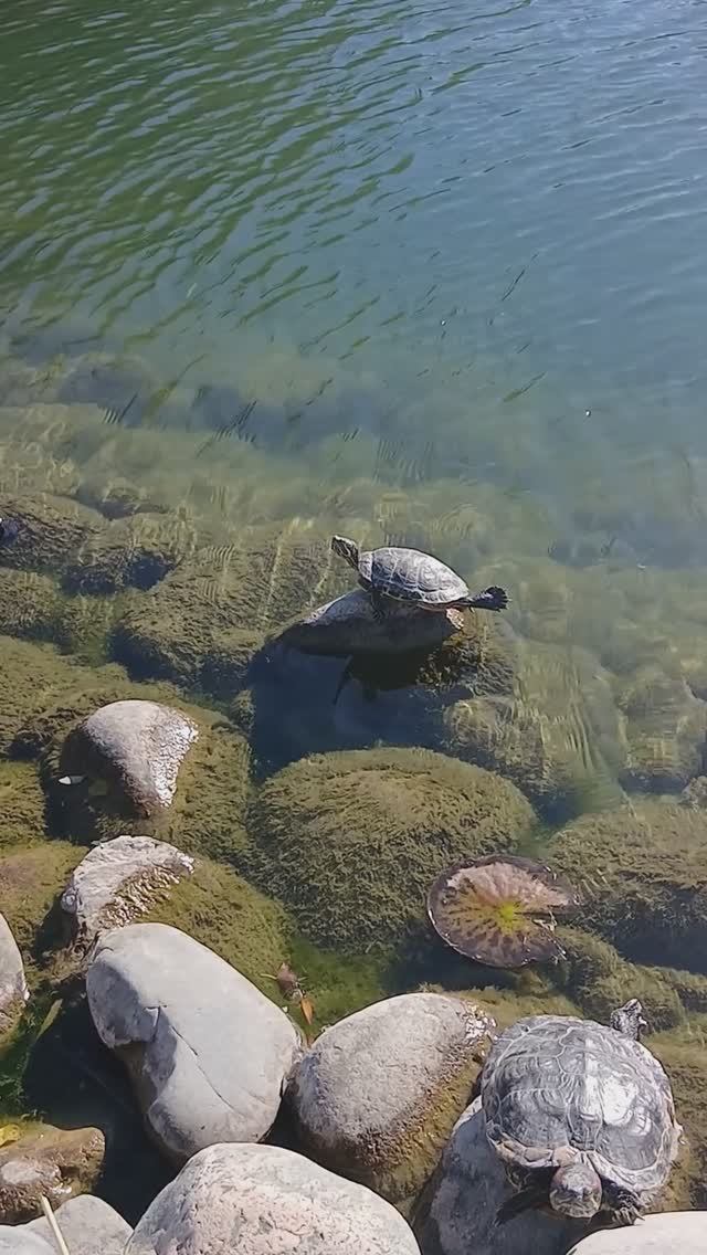 Парк Мега в Аксае.Красивые места Ростовской области. Что посмотреть и где погулять? смотреть онлайн