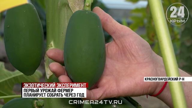 Крымская папайя может появиться на прилавках магазинов смотреть онлайн