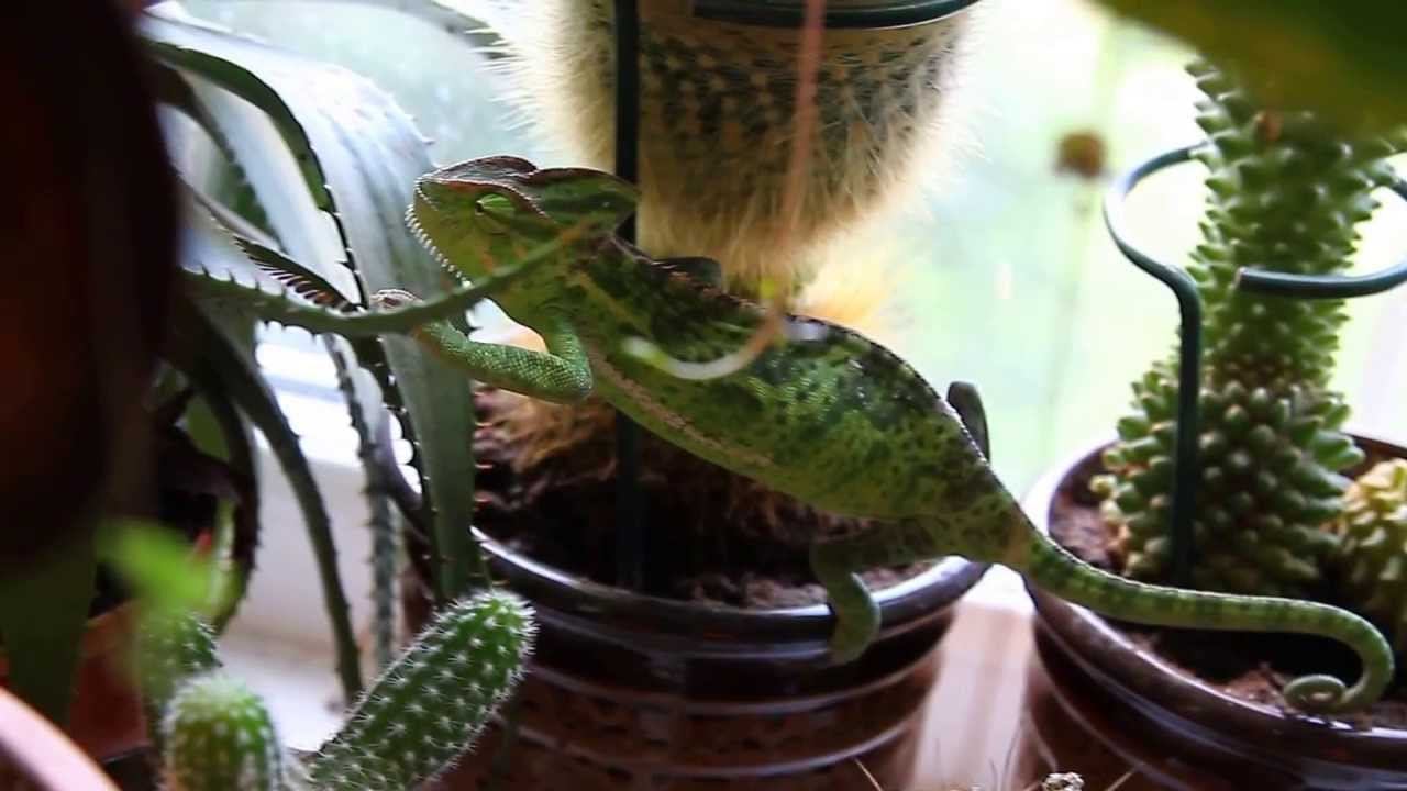 Хамелеон Зойка. Перемена цвета смотреть онлайн