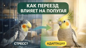 КАК ПЕРЕЕЗД ВЛИЯЕТ НА ПОПУГАЯ?