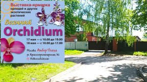 Про Весенний Орхидиум 2025, Орхорай, Сюрпризы и Работу.