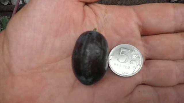 Виноград Черный Хрусталь смотреть онлайн