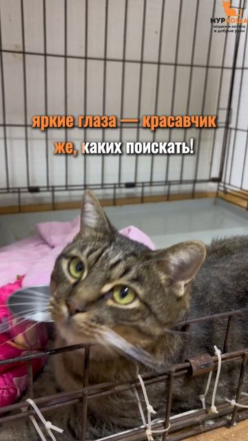 Панеттон ждёт вас в приюте #Муркоша смотреть онлайн