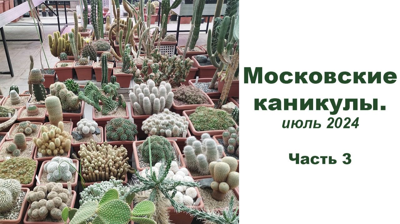 Московские каникулы, лето 2024. Часть 3 - оранжереи Аптекарского огорода смотреть онлайн