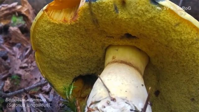 Боровик жёлтый (Sutorius junquilleus) смотреть онлайн