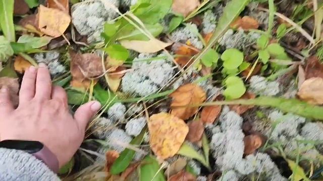 За один день три дела#сибирь#влог#дача#огород#рыбалка#? смотреть онлайн