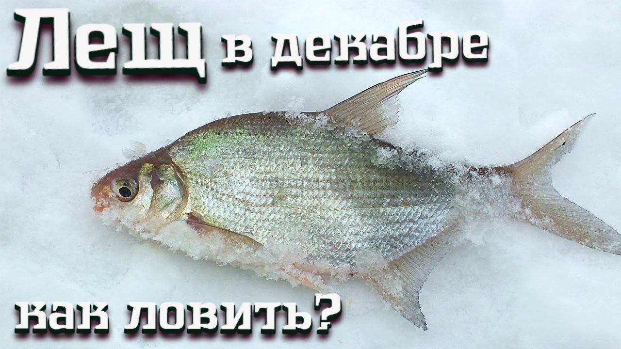 Как правильно ловить леща в декабре? Лещ в декабре. Результативная рыбалка на леща в декабре. смотреть онлайн
