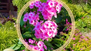 Солнечный сад. Многолетние растения для солнечных мест.