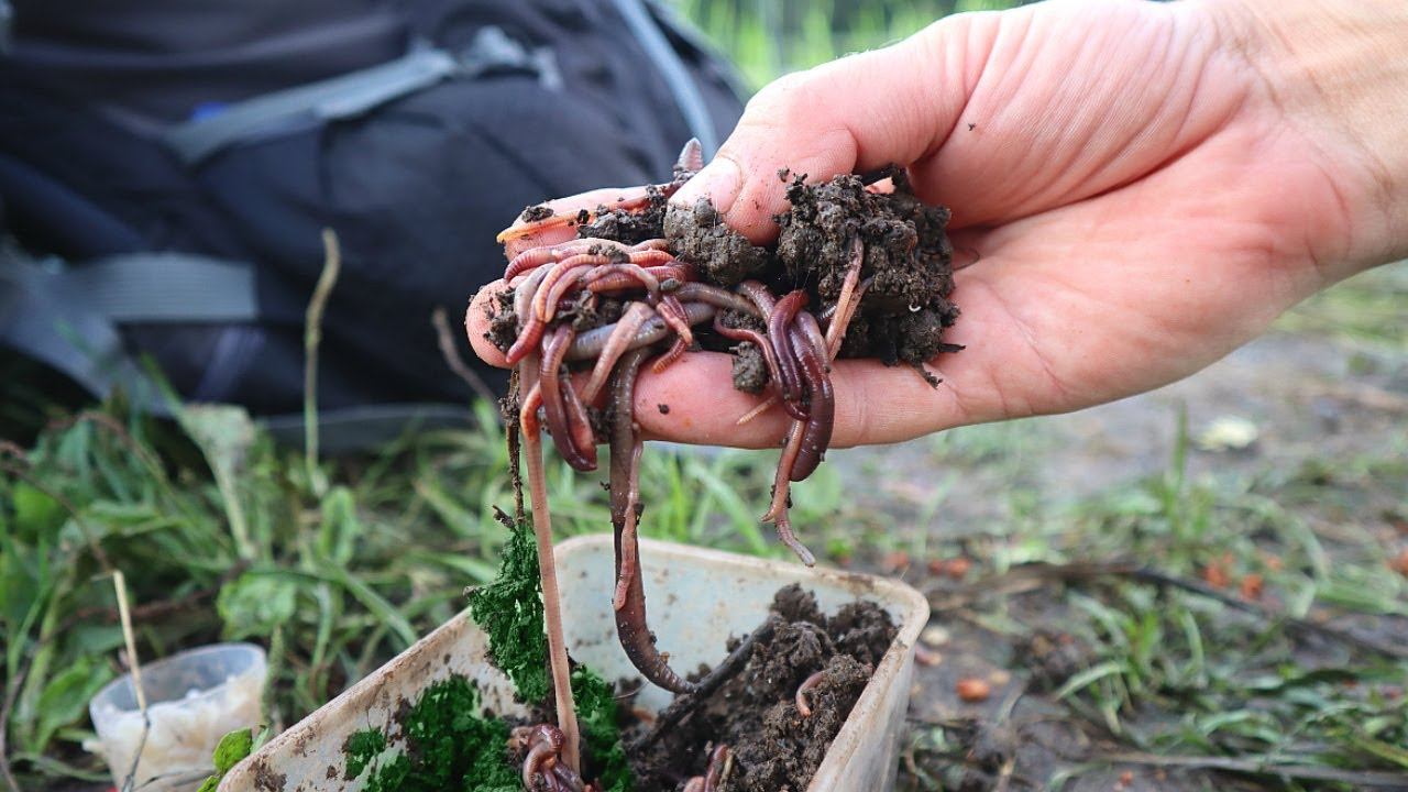 Добавляю в червей эту душистую травку. Там где у других не клюет я ловлю одну за одной. смотреть онлайн