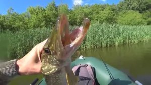 ЗДЕСЬ НЕТ ЛЮДЕЙ И РЫБА ЗАГИБАЕТ СПИННИНГ! Рыбалка на лесной реке среди коряг и кувшинок.