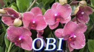 №1157/ БОЛЬШАЯ поставка ШИКАРНЫХ орхидей в OBI
