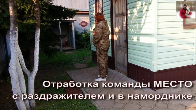 Дрессировка собаки команде МЕСТО, команде РЯДОМ. смотреть онлайн