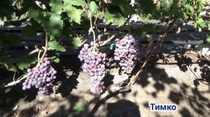 Обзор 30 сортов кишмишей на моем винограднике