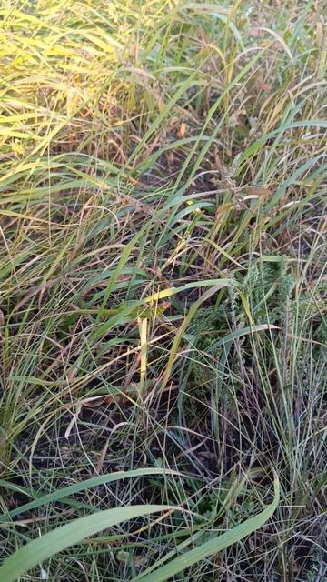 нам нужен мир 2