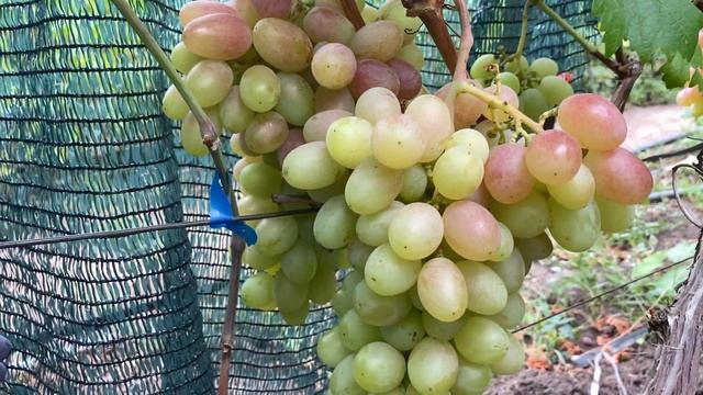 Фантазер - новая, ранняя, очень перспективная бело - ро? смотреть онлайн