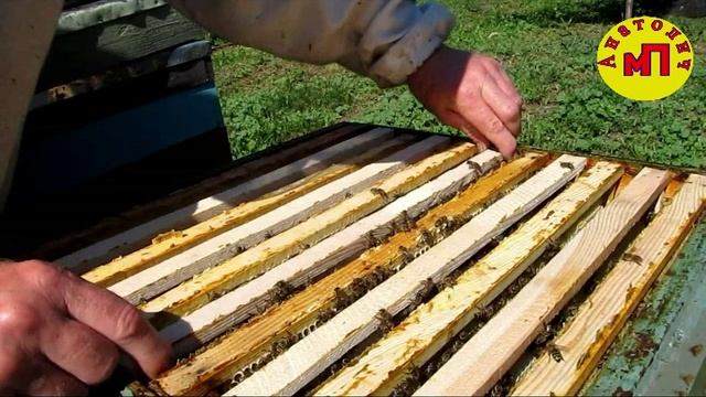 Развитие отводка пчёл с весны и до весны смотреть онлайн