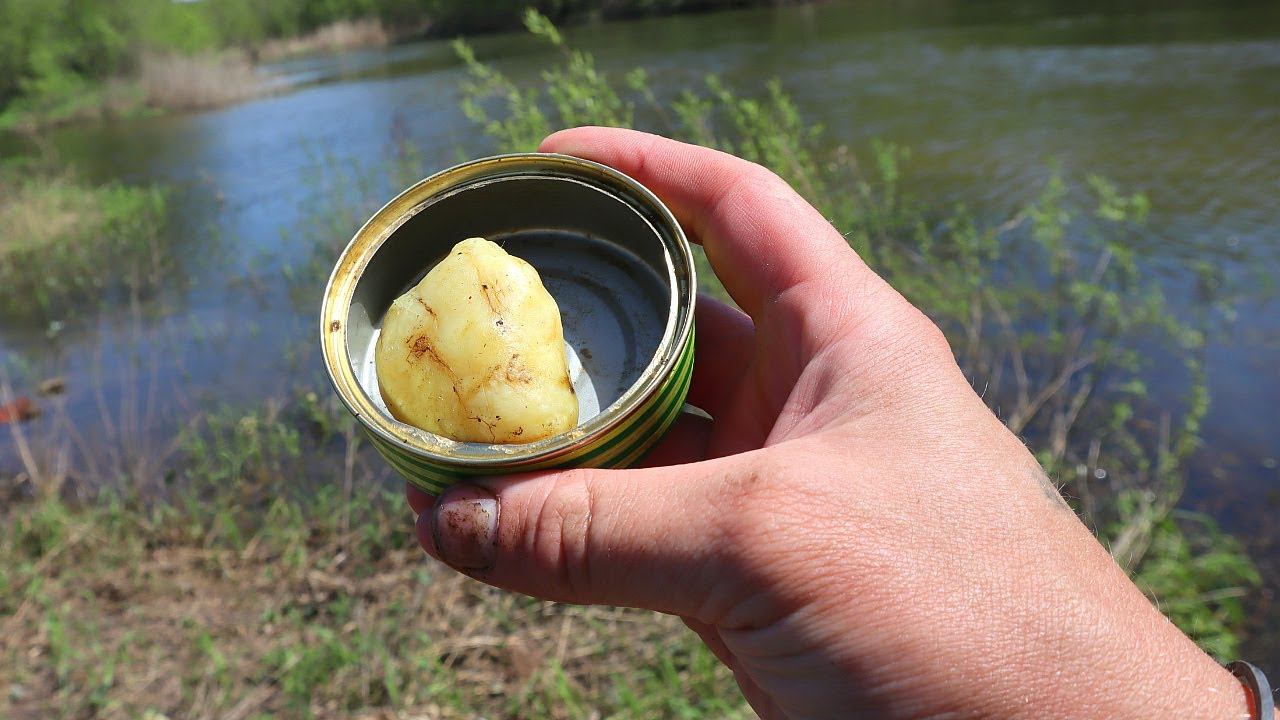 Дедушкино тесто не оставило шанса карасю! Благодаря этому растению карась ловится один за одним. смотреть онлайн