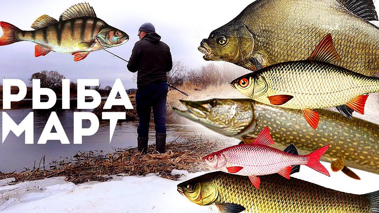 Какая рыба лучше всего клюет в марте? У какой рыбы в марте начинается жор? смотреть онлайн