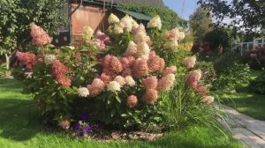 Пересаженные кусты гортензий 24-09-2025