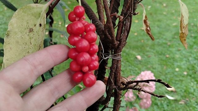 Выкопала Хосты, зреет лимонник, виноград, барбарис смотреть онлайн