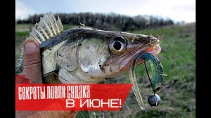 Как ловить судака в июне?