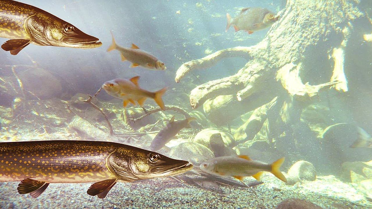 Ловлю жирненькую щуку в октябре без проблем на любом водоеме. Вот секреты с ними и вы наловите. смотреть онлайн