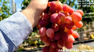 Виноград Басанти, обзор сорта - десять кустов - 2025