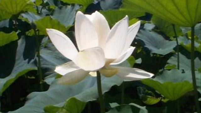 1000026036.mp4 смотреть онлайн