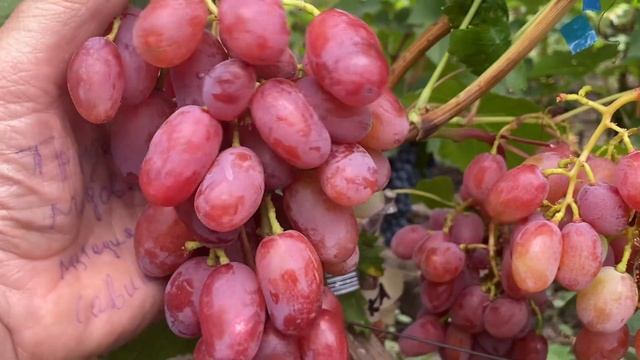 Отличник - новая ранняя розово - красная, очень перспек смотреть онлайн