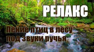 Успокаивающие звуки природы |Звуки леса, пение птиц, лесные ручьи |для релаксации