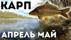 Как успешно ловить карпа в апреле мае? Секреты ловли карпа весной! Как и где искать карпа весной?