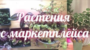 Растения с маркетплейсов 29-10-2025
